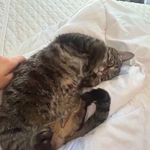 Meet your Posher, Sofia